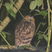 Buffy Fish-Owl